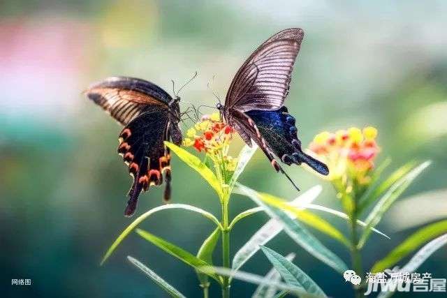 梁山伯与祝英台化蝶,从此永不分离