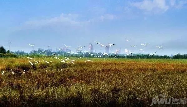 淮上区三汊河国家湿地公园批准为国家3a级旅游景区!美景来一波.