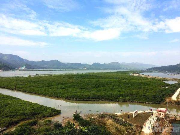广东推进生态建设 中山崖口湿地公园冬候栖息地 位于中山市南朗镇