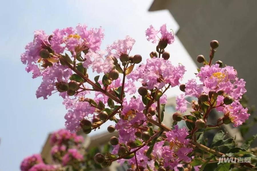 龙成锦绣花园实景图图片